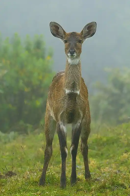 Afro-alpine vegetation and biodiversity of Bale Mountains National Park