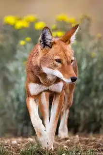 Ethiopian wolf on the Sanetti Plateau
