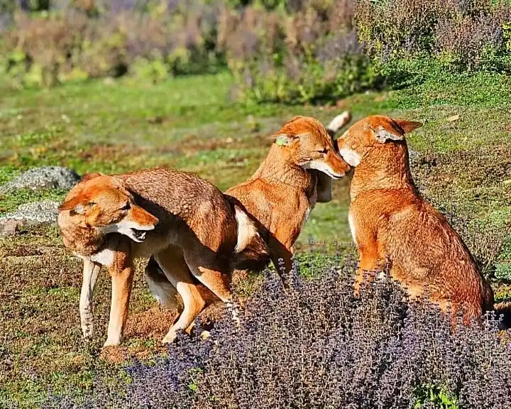 Ethiopian Wolf Guide