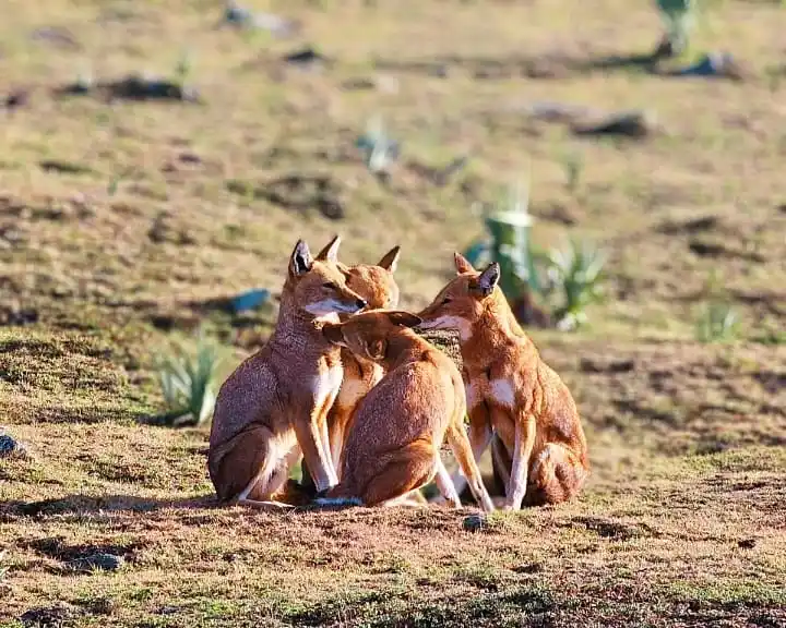 Sanetti Plateau, Bale Mountains National Park