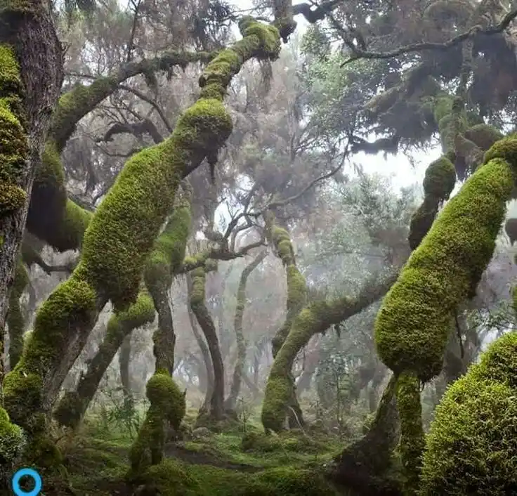 Afro-alpine vegetation and biodiversity of an Ethiopian national park