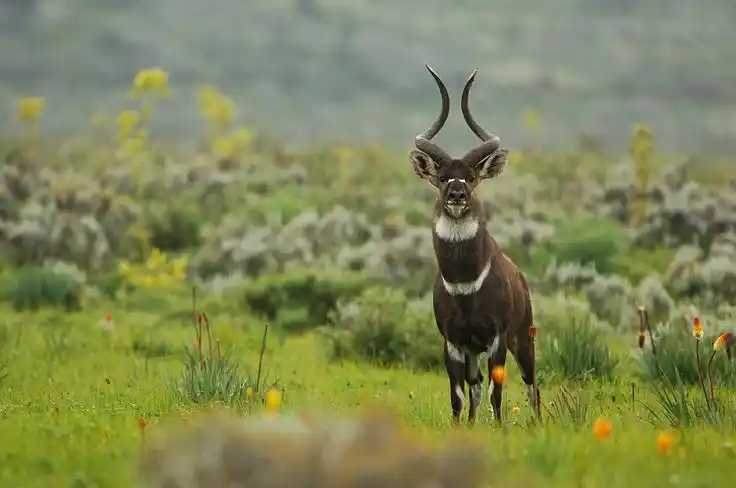 Bale Mountains National Park, Ethiopia