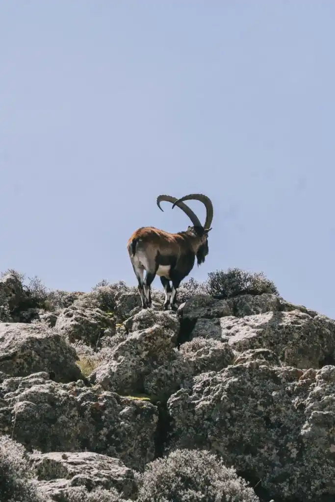 Bale Mountains vs Simien Mountains