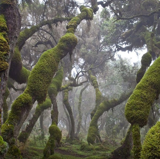 Afro-alpine vegetation and biodiversity of Bale Mountains National Park