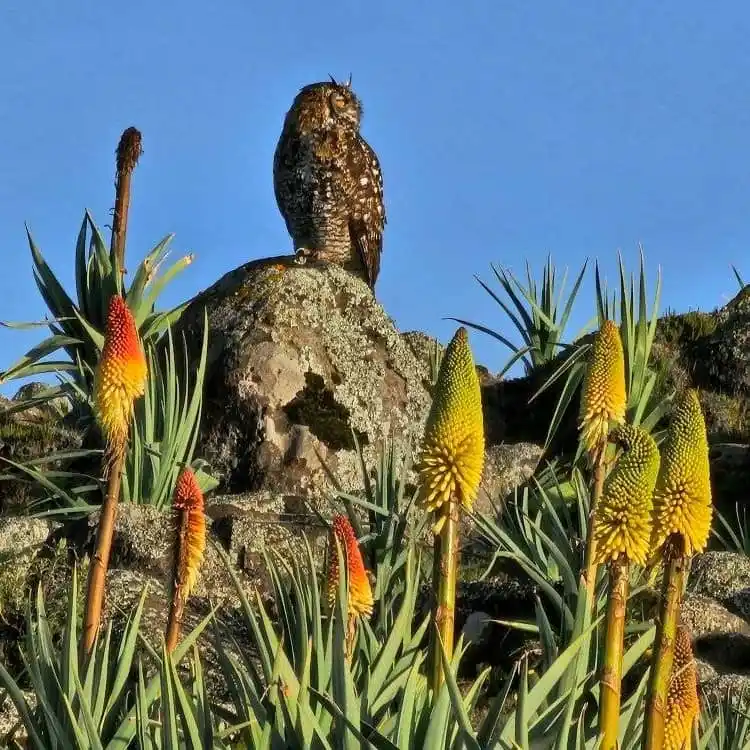 Birdwatching along the Bale Mountains trekking trail