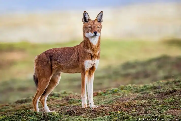 Ethiopian wolf in the Bale Mountains
