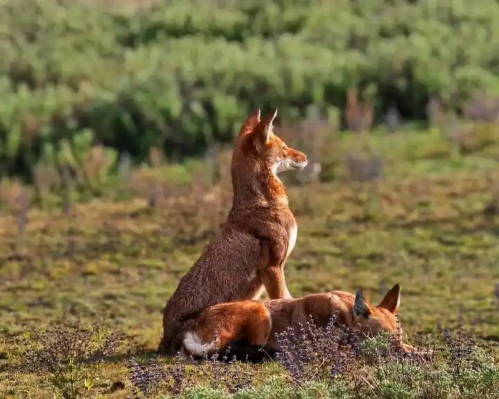 Ethiopian Wolf & Wildlife Tours experience in the Bale Mountains