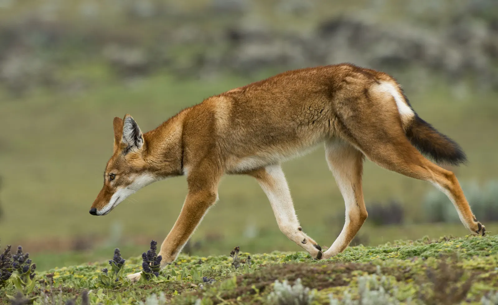 Ethiopian wolf in the Ethiopian highlands